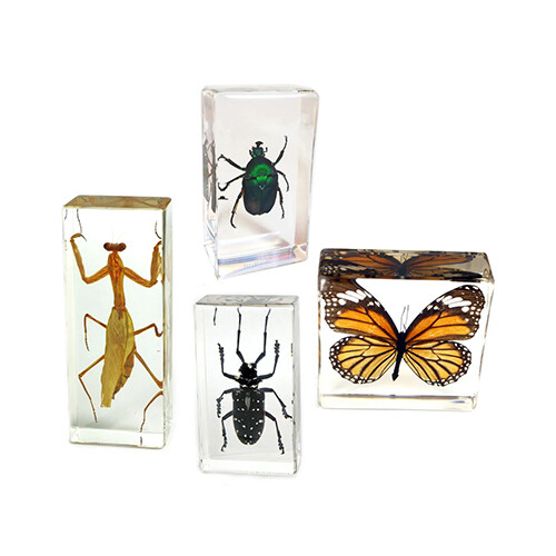 Buy Insect Specimens & Entomology Kits Kuwait | Science Sets - Tilga ...