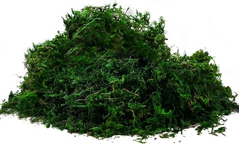 بيهير 92926 طحالب الغابة المحفوظة، أخضر طازج (16 أونصة) in Kuwait