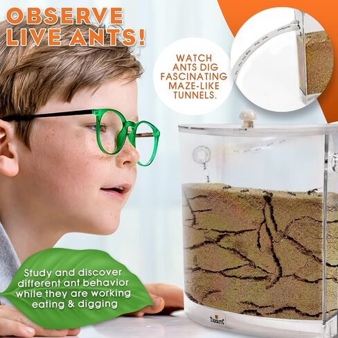 Tigerific Ant Farm for Live Ants – Ant Colony for Kids. Great Science Kit for Children. - Ant Habitat Set with - Real Sand Included - Watch Ants, Dig Tunnels, Carry Sand, Hide and Drag Their Food. in Saudi Arabia