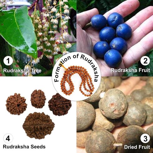 قلادة Rudraksha Mala 5face (Panchmukhi) المعتمدة من Wonder Care، خرز Rudraksha الأصلي الأصلي، مسبحة جابا مالا، قلادة بوجا | مسبحة الصلاة | حبات التأمل in Kuwait