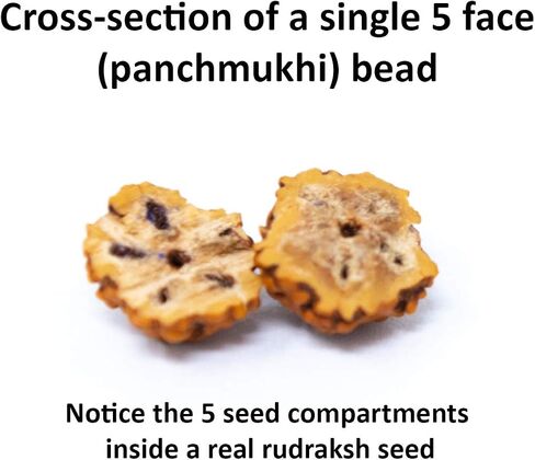 قلادة Rudraksha Mala 5face (Panchmukhi) المعتمدة من Wonder Care، خرز Rudraksha الأصلي الأصلي، مسبحة جابا مالا، قلادة بوجا | مسبحة الصلاة | حبات التأمل in Kuwait