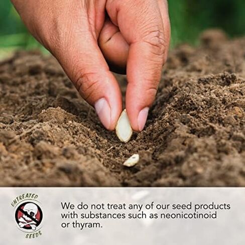 احتياجات البذور، أكثر من 300 بذور عباد الشمس كبيرة الحجم مخططة باللون الرمادي للزراعة (Helianthus annuus) تجذب زهور الشمس العملاقة هذه الطيور الطنانة والنحل والفراشات (الملقحات) بكميات كبيرة in Kuwait