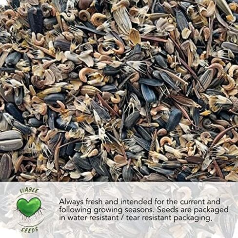 احتياجات البذور، أكثر من 300 بذور عباد الشمس كبيرة الحجم مخططة باللون الرمادي للزراعة (Helianthus annuus) تجذب زهور الشمس العملاقة هذه الطيور الطنانة والنحل والفراشات (الملقحات) بكميات كبيرة in Kuwait