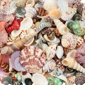 WEOXPR 200 Pcs Sea Shells Bulk Mixed Ocean Beach Seashells for Kids, Various Sizes Natural Sea Shell for Crafts, Home Decorations, Beach Theme Party, Wedding Decor, DIY Crafts, Crafting Shells in Saudi Arabia