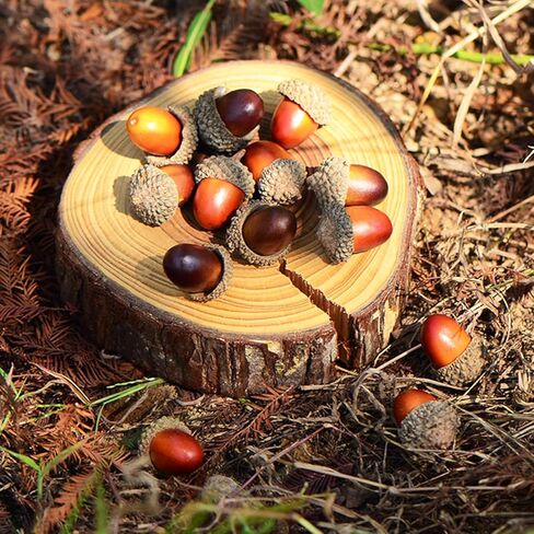 cshangzei 200pcs الجوز الاصطناعي الصغير، السائبة وهمية البلوط مع غطاء طبيعي نابض بالحياة لخريف عيد الشكر الديكور عيد الهالوين، ديكور الزفاف، حشو زهرية، الحرف اليدوية DIY in Kuwait