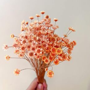 Natural - Dried - Flowers Brazilian Small Star Daisy Dried Decorative Mini Chamomile Bouquet for Wedding Floral Arrangements Home Decorations Valentine's Day Gifts (200 Stems) (Dark Pink) in Saudi Arabia