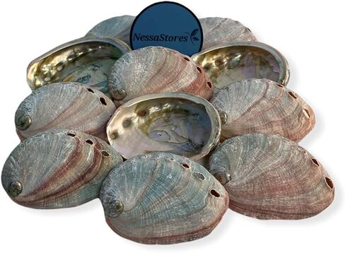 NESSASTORES - Red Abalone Sea Shell One Side Polished Beach Craft 2" - 3" #JC-020 (12 pcs) in Saudi Arabia