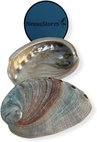 NESSASTORES - Red Abalone Sea Shell One Side Polished Beach Craft 2" - 3" #JC-020 (12 pcs) in Saudi Arabia
