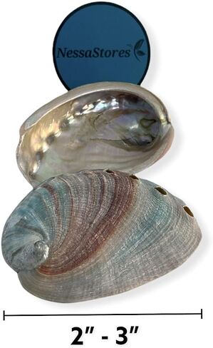 NESSASTORES - Red Abalone Sea Shell One Side Polished Beach Craft 2" - 3" #JC-020 (12 pcs) in Saudi Arabia