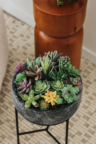 miltonson Artificial Succulent Plants - 18 Pack - Premium Fake Plants - Double Flocked Succulents - Realistic Textured Cactus - Face Succulent Plants - Mini Faux Succulents - Face Plant Decor in Saudi Arabia