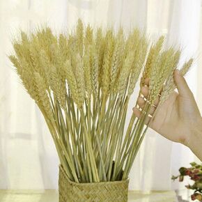 TooGet 200 Stems Dried Wheat Sheaves Stalks Bouquet Bundles, Natural Ear of Wheat Grain Flowers Dry Grass Bunch DIY Arrangements for Home Wedding Store Decorative