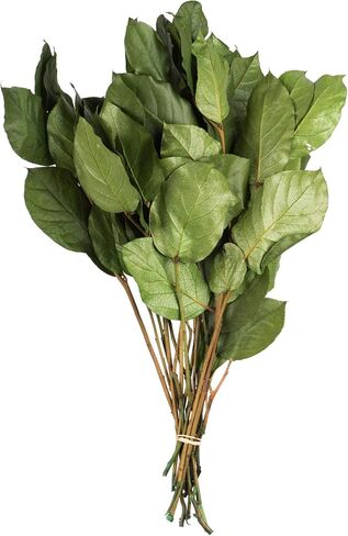 حزمة Vickerman Spring Green Salal الممتازة المحفوظة، جذع طويل 40.64 سم، ديكور أوراق الشجر المحفوظ الحقيقي للمنزل أو الترتيبات اليومية، حزمة 118 مل in Saudi Arabia