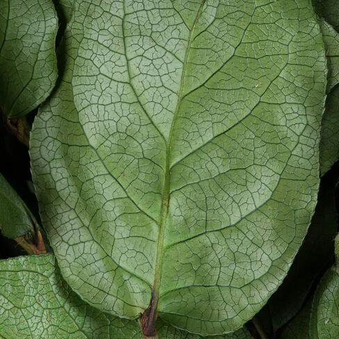 حزمة Vickerman Spring Green Salal الممتازة المحفوظة، جذع طويل 40.64 سم، ديكور أوراق الشجر المحفوظ الحقيقي للمنزل أو الترتيبات اليومية، حزمة 118 مل in Saudi Arabia