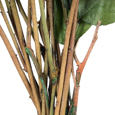 حزمة Vickerman Spring Green Salal الممتازة المحفوظة، جذع طويل 40.64 سم، ديكور أوراق الشجر المحفوظ الحقيقي للمنزل أو الترتيبات اليومية، حزمة 118 مل in Saudi Arabia