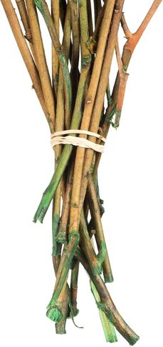 حزمة Vickerman Spring Green Salal الممتازة المحفوظة، جذع طويل 40.64 سم، ديكور أوراق الشجر المحفوظ الحقيقي للمنزل أو الترتيبات اليومية، حزمة 118 مل in Saudi Arabia