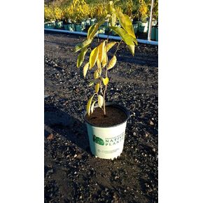 American Beauties Native Plants Lindera Benzoin (Spicebush) Shrub, 1-Size Container, Yellow Flowers in Saudi Arabia