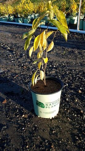 نباتات أمريكان بيوتيز الأصلية شجيرة Lindera Benzoin (Spicebush)، حاوية بحجم واحد، زهور صفراء in Saudi Arabia