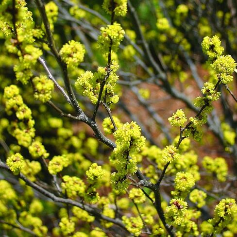 نباتات أمريكان بيوتيز الأصلية شجيرة Lindera Benzoin (Spicebush)، حاوية بحجم واحد، زهور صفراء in Saudi Arabia
