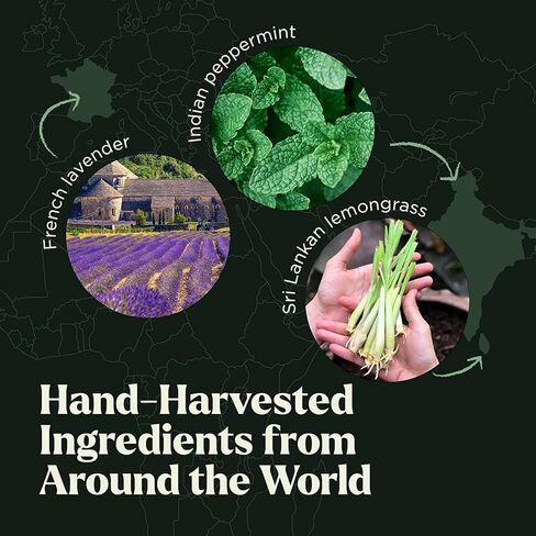 مجموعة الزيوت العطرية - بلوسبيريتس 6 قطع خلطات عضوية للناشرين، العلاجية، العلاج العطري، المرطبات، العناية المنزلية، هدايا العطور - النعناع، ​​شجرة الشاي، الخزامى، الأوكالبتوس، عشبة الليمون، البرتقال in Kuwait