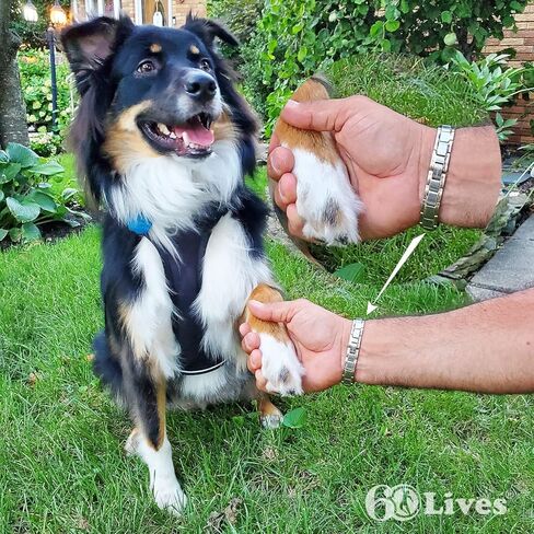 60LIVES سوار العلاج المغناطيسي للرجل. يساعد في علاج الإجهاد الصحي والتهاب المفاصل والألم. طاقة قوية مدعومة بالعناصر الطبيعية. in Kuwait