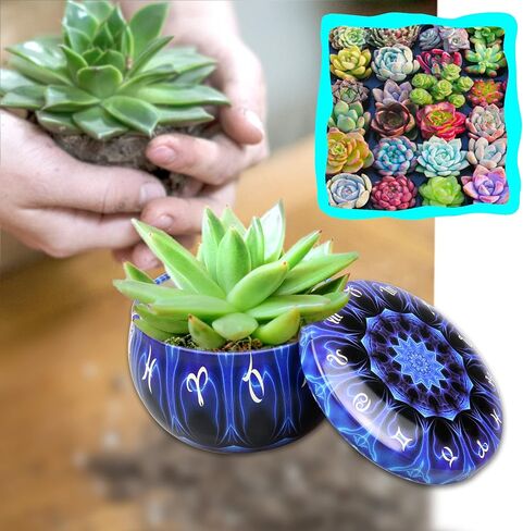 12 Pack 4.4Oz Zodiac Constellations Scented Candles Gift Set Strong Fragrance Aromatherapy Candle Set Decorative Candles for Home Scented Candle Relaxation Gifts for Women. in Kuwait