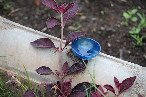 جيت ناتشورال بلو العقيق الأخضر 5.1 سم وعاء منحوت باليد الأحجار الكريمة مصقول ريكي فينج شوي مجاني 40 صفحة كتيب جيت الدولي كريستال ثيرابي الهند الوردي شرب المياه التوابل صينية الطاقة ديفاين in Kuwait