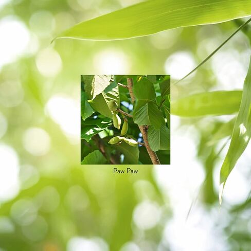 Nature's Sunshine Paw Cell-Reg، 180 كبسولة | يحتوي على أكثر من 50 أسيتوجينين لتعديل إنتاج ATP وإمدادات الدم in Saudi Arabia