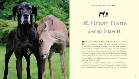 Unlikely Loves: 43 Heartwarming True Stories from the Animal Kingdom (Unlikely Friendships) in Saudi Arabia