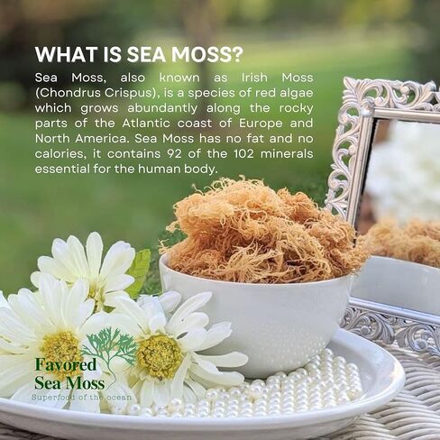 منظف ​​الوجه المرطب من طحالب البحر المفضل، غسول الوجه الرغوي، منظف الوجه للنساء والرجال، منظف مرطب من طحالب البحر، غسول الوجه، منتجات العناية ببشرة الوجه - 8 أونصة سائلة in Kuwait