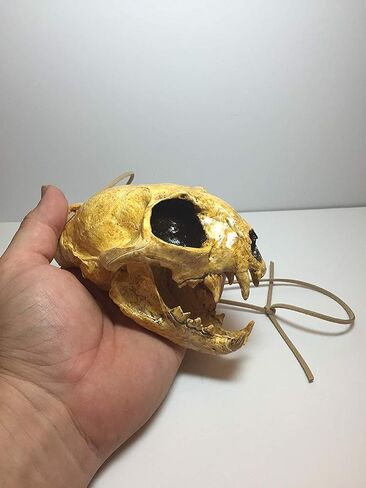 Aztec Death Whistle - Apex Predator in Saudi Arabia