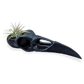Raven Skull Air Plant Holder - Gothic Raven Air Planter - Bird Skull Witch Decor for Home - Crow Art Sculpture - Halloween Spooky Plant Pot in Saudi Arabia