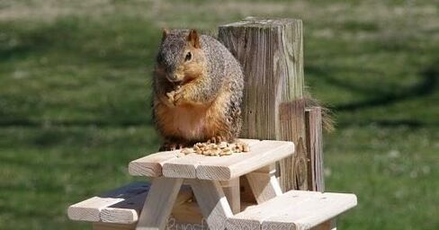 Handmade Mini Squirrel Picnic Table Feeder Backyard Feeder for Birds, Squirrels or Chipmunks. Miniature Farmhouse Real Wood Picnic Table or Table Coaster. Weather Sealed and Water Resistant. in Saudi Arabia