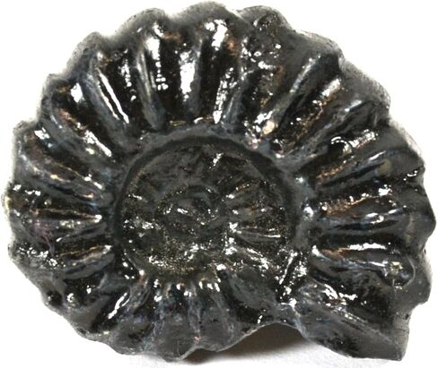 نسخة طبق الأصل من الأحفوري العموني الدهر الوسيط 4 سم، محيطات in Kuwait