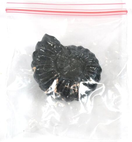 نسخة طبق الأصل من الأحفوري العموني الدهر الوسيط 4 سم، محيطات in Kuwait