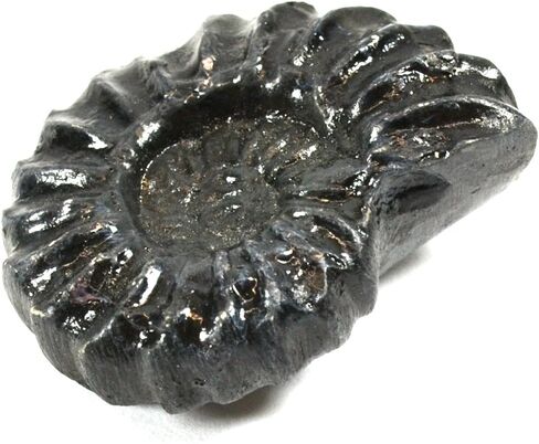 نسخة طبق الأصل من الأحفوري العموني الدهر الوسيط 4 سم، محيطات in Kuwait