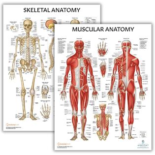 Anatomy Lab كتالوج المنتج