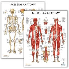 Anatomy Lab Muscular System Anatomical Chart, LAMINATED, 17.3 x 22.5 Inches, Muscles Diagram, Medical Posters, Muscular System Poster, Human Anatomy Poster