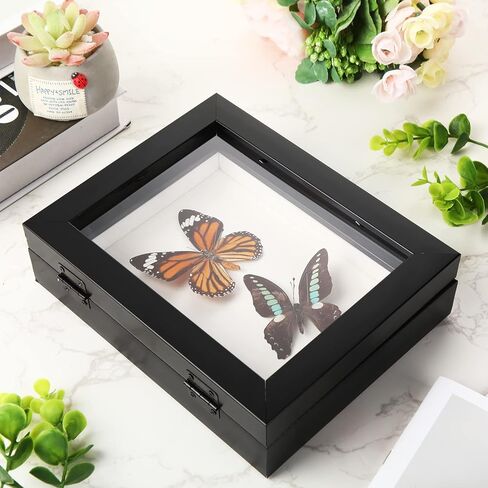 3 Pcs Insect Display Case Collection Box with Clear Top Eva Foam Pin Display Board Shadow Box Pins 300 Pcs 3 Sizes Insect Pins for Collecting Butterfly Specimen, 7.87 x 6.3 x 2.05 Inch in Kuwait