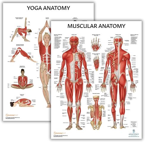 Anatomy Lab Muscular System Anatomical Chart, LAMINATED, 17.3 x 22.5 Inches, Muscles Diagram, Medical Posters, Muscular System Poster, Human Anatomy Poster in Kuwait