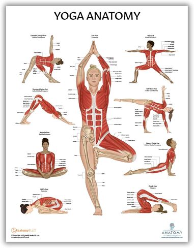 Anatomy Lab Muscular System Anatomical Chart, LAMINATED, 17.3 x 22.5 Inches, Muscles Diagram, Medical Posters, Muscular System Poster, Human Anatomy Poster in Kuwait