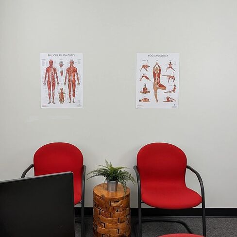 Anatomy Lab Muscular System Anatomical Chart, LAMINATED, 17.3 x 22.5 Inches, Muscles Diagram, Medical Posters, Muscular System Poster, Human Anatomy Poster in Kuwait