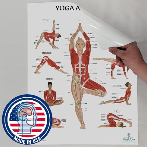 Anatomy Lab Muscular System Anatomical Chart, LAMINATED, 17.3 x 22.5 Inches, Muscles Diagram, Medical Posters, Muscular System Poster, Human Anatomy Poster in Kuwait