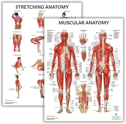 Anatomy Lab Muscular System Anatomical Chart, LAMINATED, 17.3 x 22.5 Inches, Muscles Diagram, Medical Posters, Muscular System Poster, Human Anatomy Poster in Kuwait