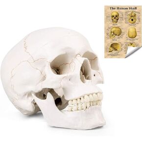 نموذج راس جمجمة بشرية بالحجم الطبيعي - نموذج تشريحي للجمجمة البشرية بجودة طبية، فك منفصل وغطاء جمجمة - 3 اجزاء in Kuwait