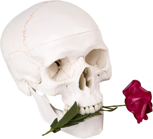 نموذج راس جمجمة بشرية بالحجم الطبيعي - نموذج تشريحي للجمجمة البشرية بجودة طبية، فك منفصل وغطاء جمجمة - 3 اجزاء in Kuwait