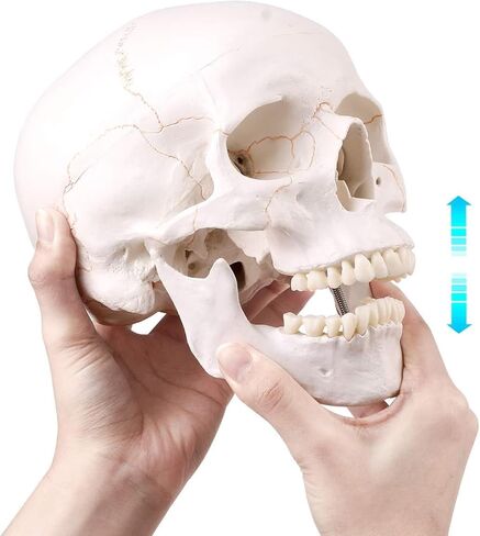 نموذج راس جمجمة بشرية بالحجم الطبيعي - نموذج تشريحي للجمجمة البشرية بجودة طبية، فك منفصل وغطاء جمجمة - 3 اجزاء in Kuwait