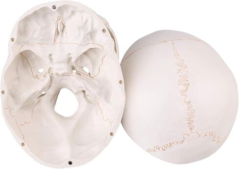 نموذج راس جمجمة بشرية بالحجم الطبيعي - نموذج تشريحي للجمجمة البشرية بجودة طبية، فك منفصل وغطاء جمجمة - 3 اجزاء in Kuwait