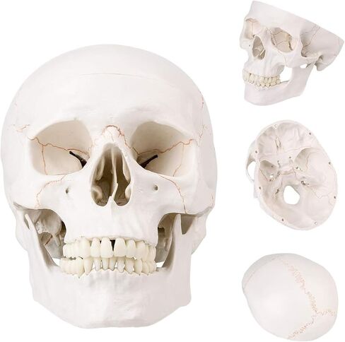 نموذج راس جمجمة بشرية بالحجم الطبيعي - نموذج تشريحي للجمجمة البشرية بجودة طبية، فك منفصل وغطاء جمجمة - 3 اجزاء in Kuwait