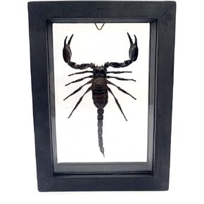 Real Exotic Poisonous Scorpion – Preserved Taxidermy Insect Bug Collection Framed in a 3D Wooden Frame as Pictured Taxidermy (Black Wooden Box V2) in Saudi Arabia