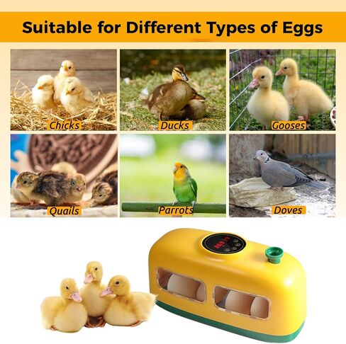 Egg Incubator, 8 Eggs Incubator with Led Candler Temperature Humidity Control and Display, Digital Incubator Educational Tool for Chicken Duck Goose Quail Bird Eggs in Kuwait